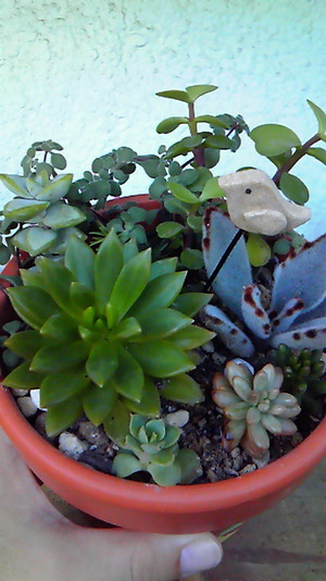 寄せ植えしたよ♪