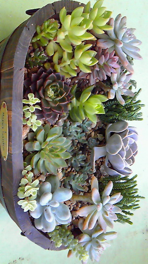 多肉植物♪
