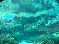 ちゅら海水族館　沖縄　本部　北部　美ら海　癒しスポット