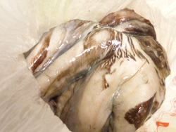 海産物　シャコ貝　サザエ　タコ　、、、新鮮な愛の直送
