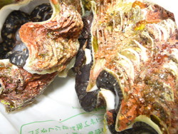海産物　シャコ貝　サザエ　タコ　、、、新鮮な愛の直送