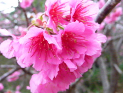 桜　八重岳　さくら祭り　名護　本部　北部　早めの開花　