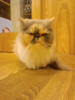 大阪の旅 猫カフェの巻