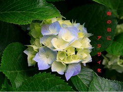 あじさい・・・