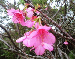 開花