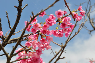 桜