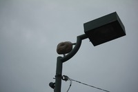 名護の丸隆そばが・・・ 2011/10/09 22:47:30