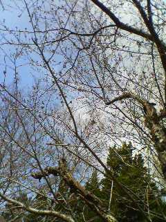 ２００９年３月２８日、阿見の桜はこんな感じ
