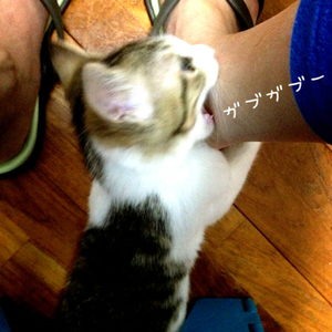 どうなったかというと