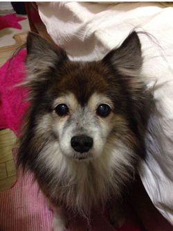 チョコレート + 迷子犬のお話 チョコレート + 迷子犬のお話