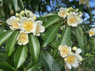 イジユの花。 イジユの花。