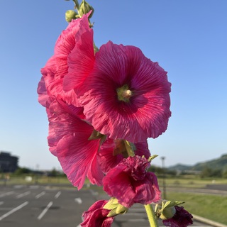 車の点検。 車の点検。