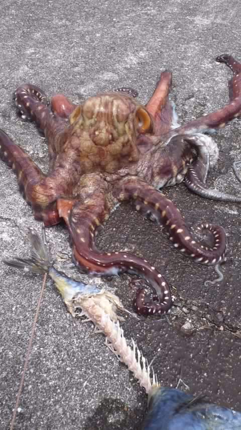 タコ