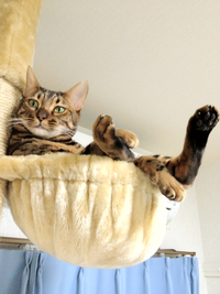 猫ですが。