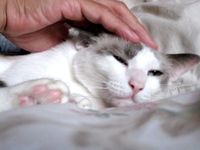 シロ★リメイク首輪