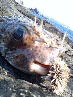 慶良間2