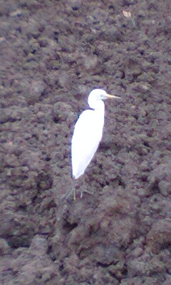 鳥が骨折