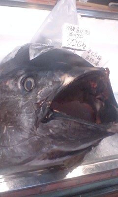 釣りたい