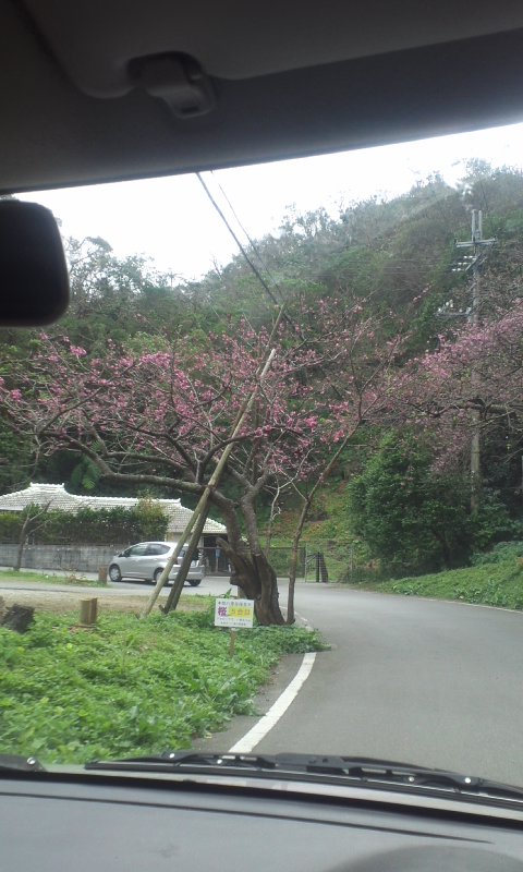 桜祭