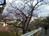 桜♪桜♪　（＾＾）/