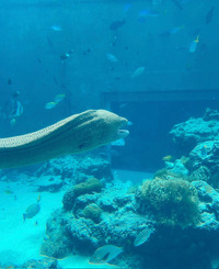 美ら海水族館へ行ってきました！ 2023/07/15 23:33:35