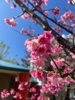 桜 2023/02/15 11:46:35