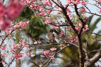 那覇の桜は今が盛りです(^^♪