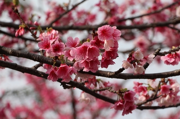 那覇の桜は今が盛りです(^^♪