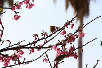 那覇の桜は今が盛りです(^^♪