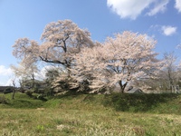 曽根の桜