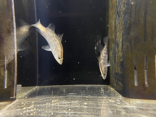 淡水魚 噂のソイル入荷 沖縄水族館 Staffブログ