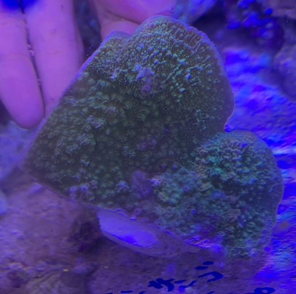 今年最後の入荷 ハードコーラル 淡水魚 沖縄水族館 Staffブログ