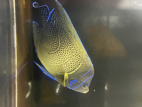 県産海水魚入荷！