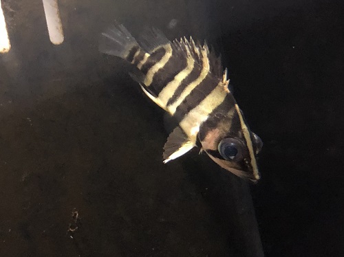 古代魚紹介 沖縄水族館 Staffブログ