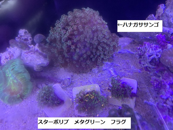 今年最後の入荷 ハードコーラル 淡水魚 沖縄水族館 Staffブログ