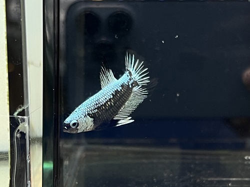 淡水魚、海水魚、水草入荷！