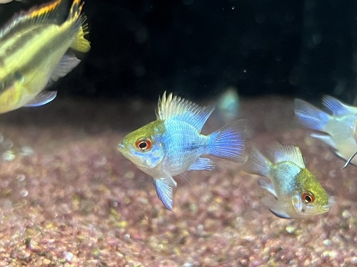 淡水魚、海水魚、水草入荷！