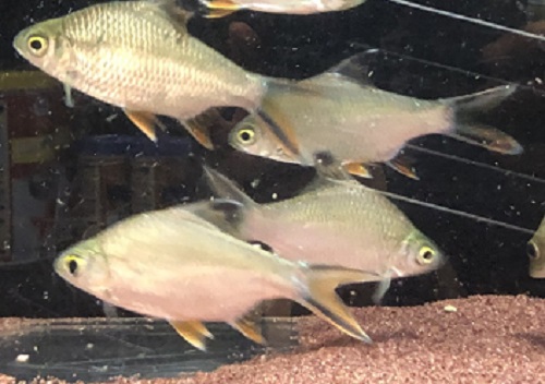 大量入荷 沖縄水族館 Staffブログ