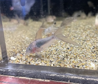 入荷情報 おすすめ生体 沖縄水族館 Staffブログ