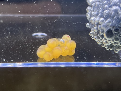 沖縄水族館 STAFFブログ