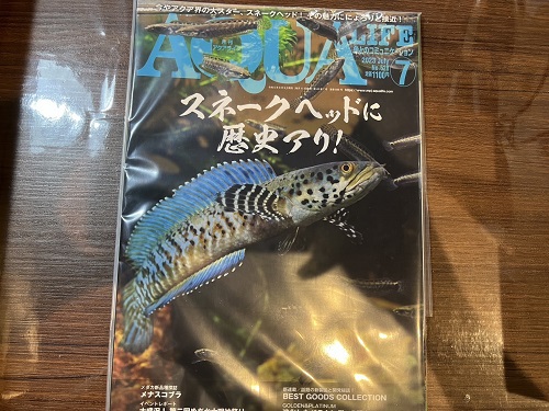 魚、雑誌入荷♪