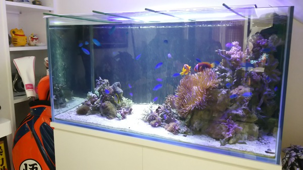 個人宅さま 沖縄水族館 Staffブログ