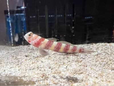 沖縄水族館 STAFFブログ