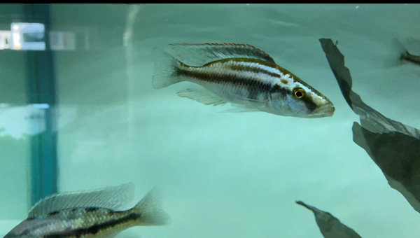 沖縄水族館 STAFFブログ