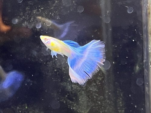 淡水魚 淡水魚 識別図鑑 | 株式会社誠文堂新光社