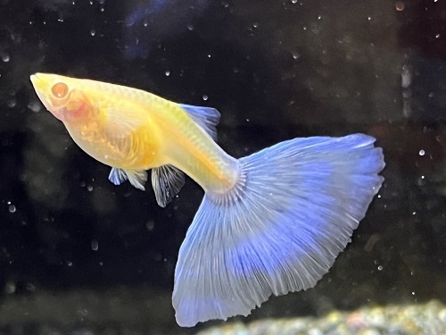沖縄水族館 STAFFブログ