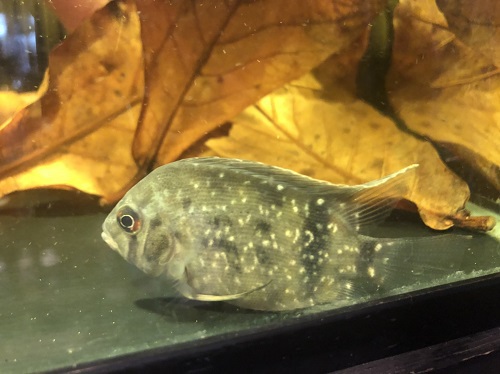 沖縄水族館 STAFFブログ