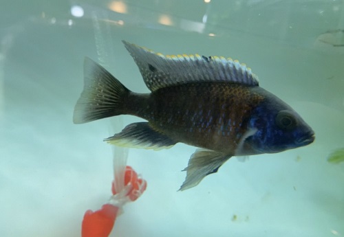 沖縄水族館 STAFFブログ