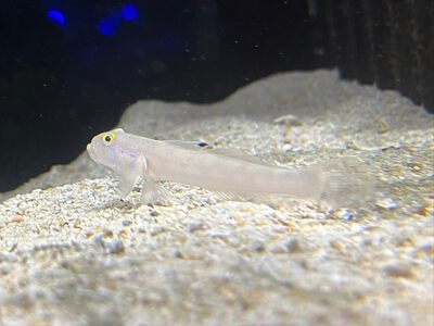 沖縄水族館 STAFFブログ