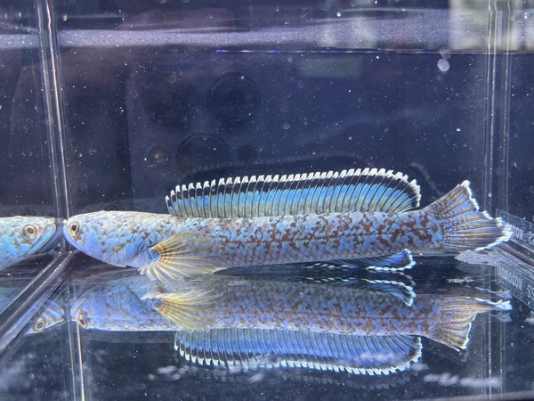 沖縄水族館 STAFFブログ